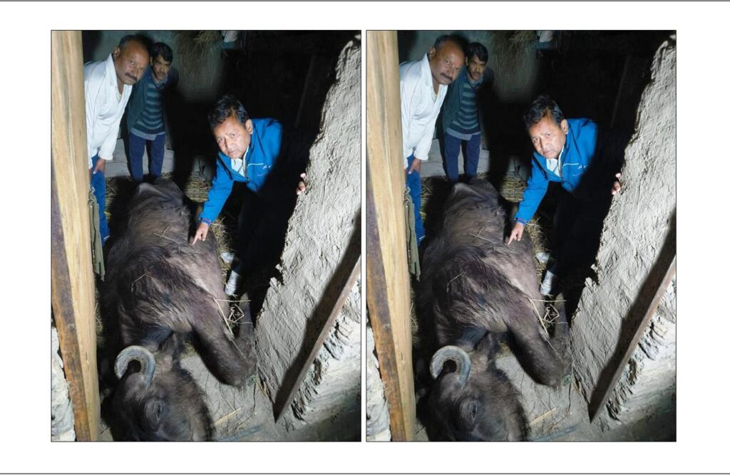 सर्पदंश से भैंस की मौत, गरीब काश्तकार ने वन विभाग से लगाई सहायता की गुहार