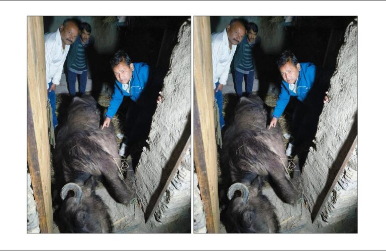 सर्पदंश से भैंस की मौत, गरीब काश्तकार ने वन विभाग से लगाई सहायता की गुहार